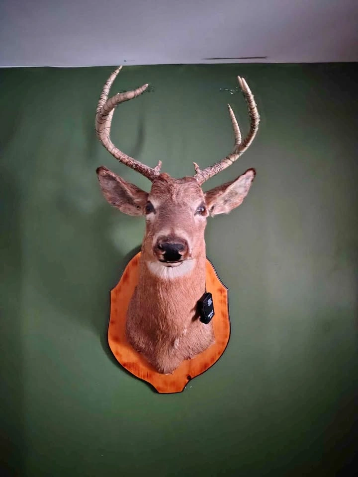 Vintage taxidermy deer mount - 1979