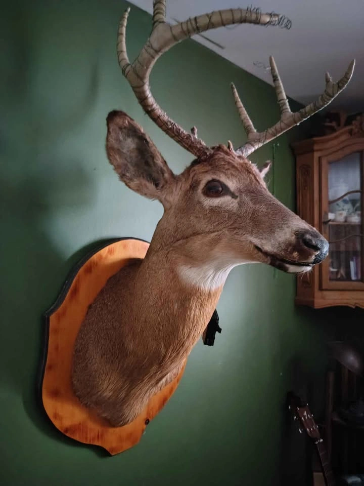 Vintage taxidermy deer mount - 1979 - photo 2