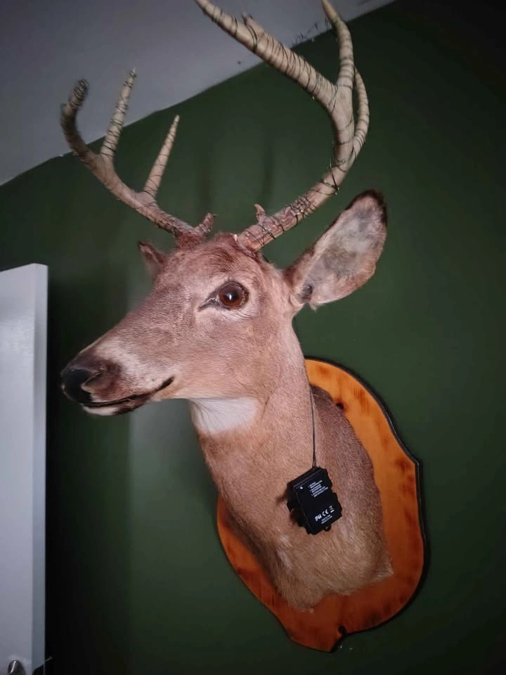 Vintage taxidermy deer mount - 1979 - photo 3