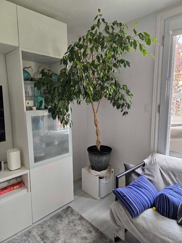 Weeping Fig Ficus - 6ft