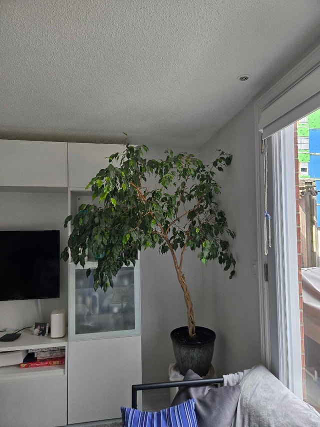 Weeping Fig Ficus - 6ft - photo 2