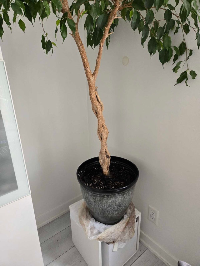Weeping Fig Ficus - 6ft - photo 3