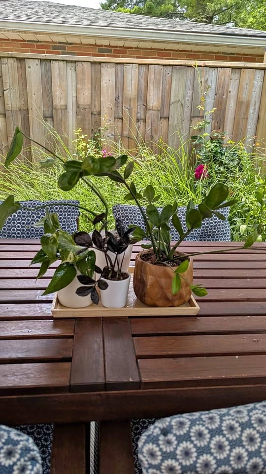 Plant Collection with Pots