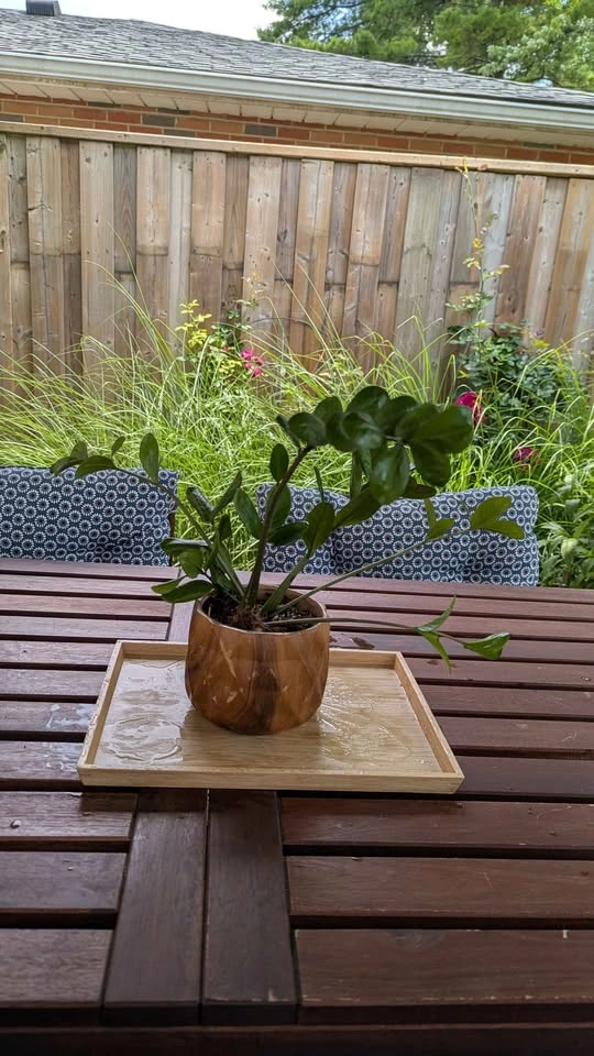 Plant Collection with Pots - photo 2