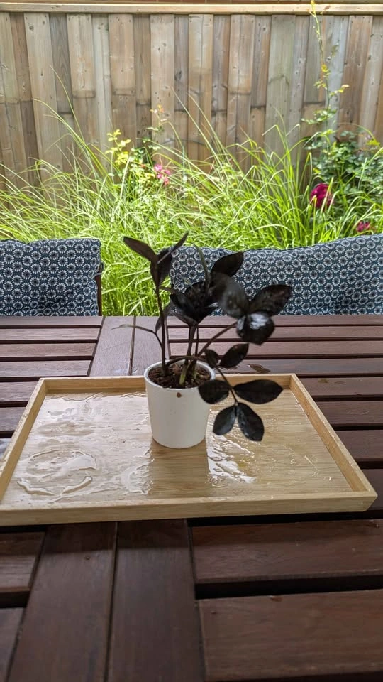 Plant Collection with Pots - photo 3