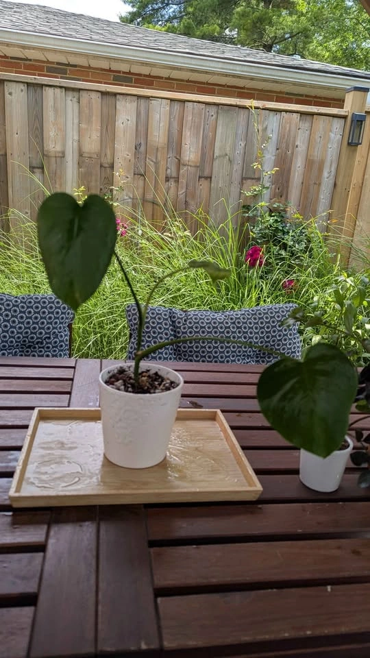 Plant Collection with Pots - photo 4