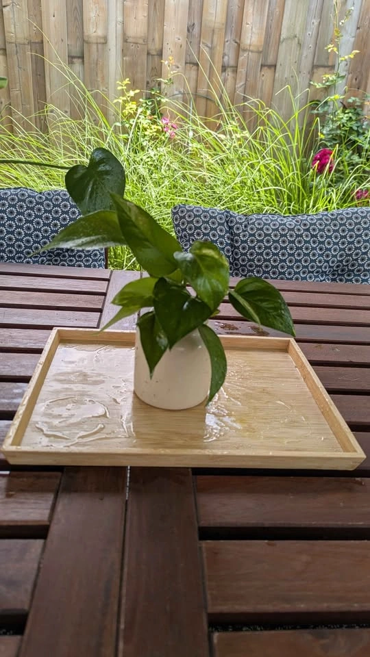 Plant Collection with Pots - photo 5