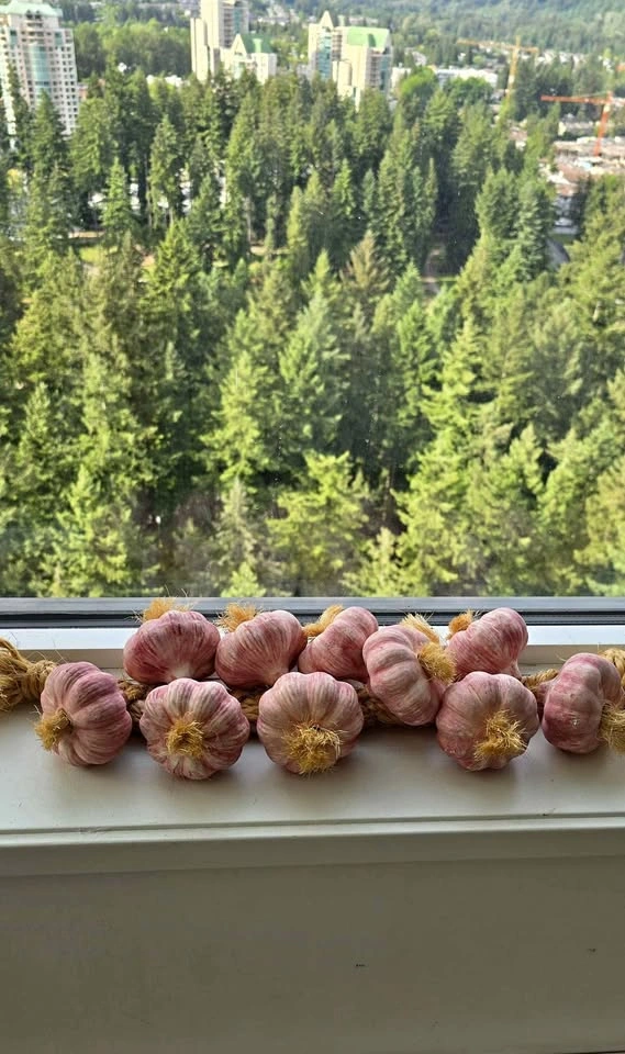 String of Ceramic Garlic bulbs - Decor