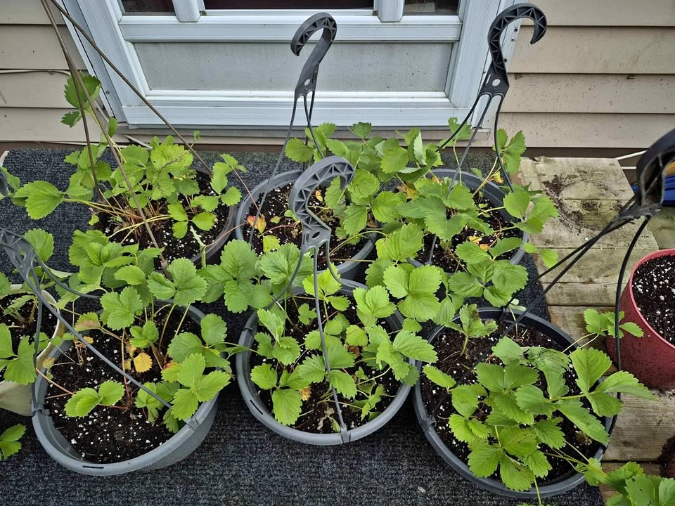 STRAWBERRY HANGING BASKETS..PRICE FOR EACH