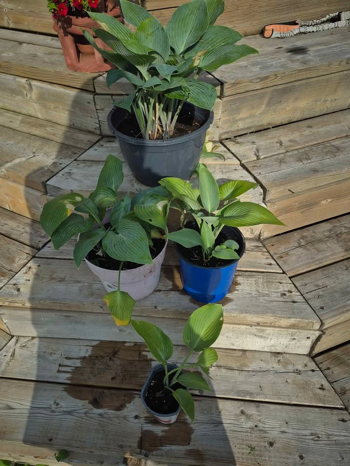 PERENNIAL HOSTA "BLUE" LEAF..3 DIFFERENT SIZES/PRICES