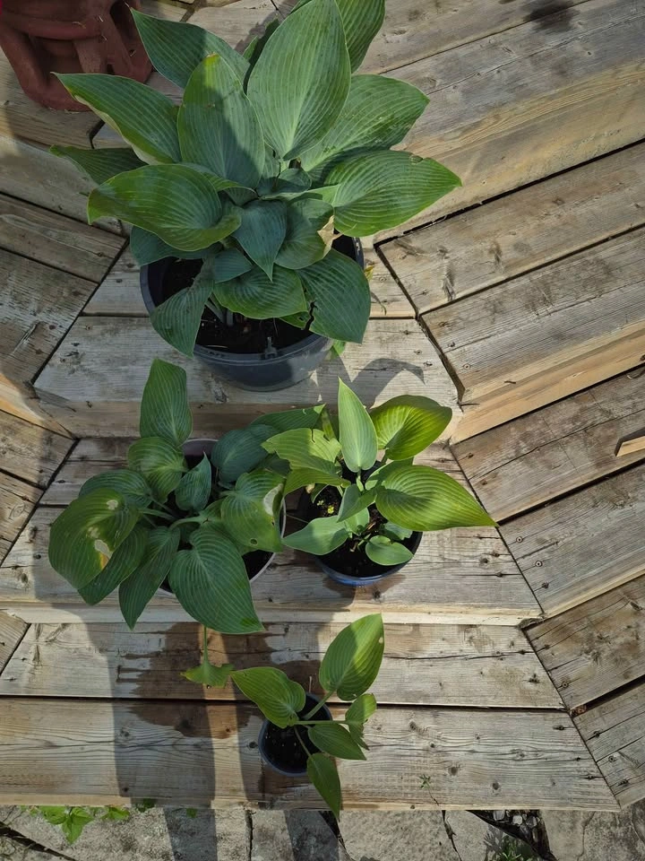 PERENNIAL HOSTA "BLUE" LEAF..3 DIFFERENT SIZES/PRICES - photo 2