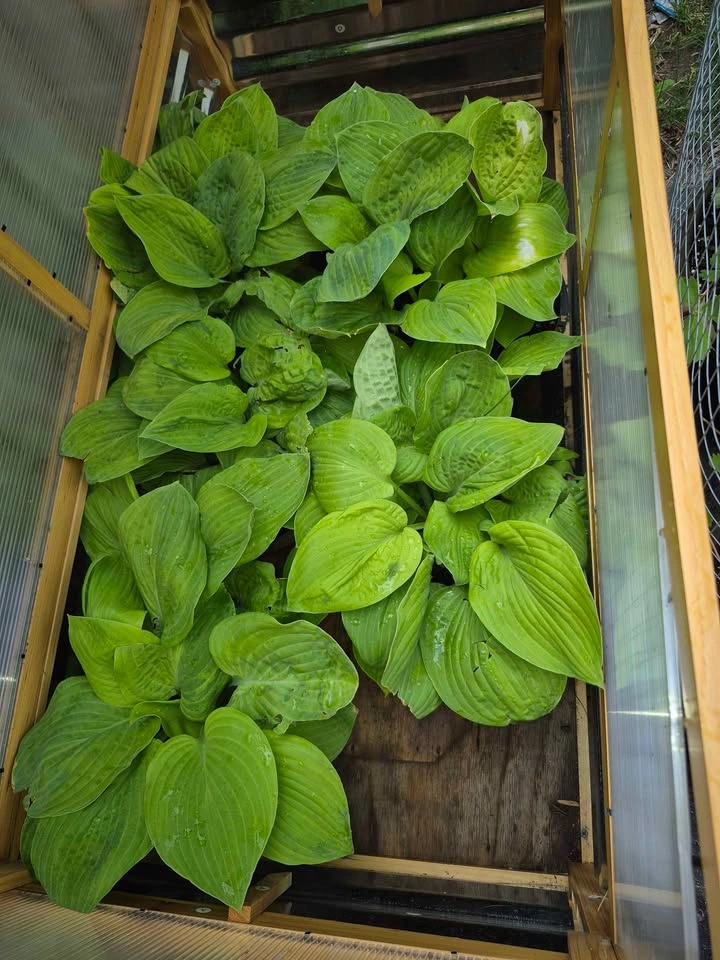 Perennial Hosta Light Green Leaf - Different Sizes