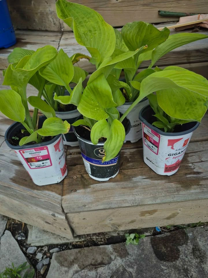 Perennial Hosta Light Green Leaf - Different Sizes - photo 2