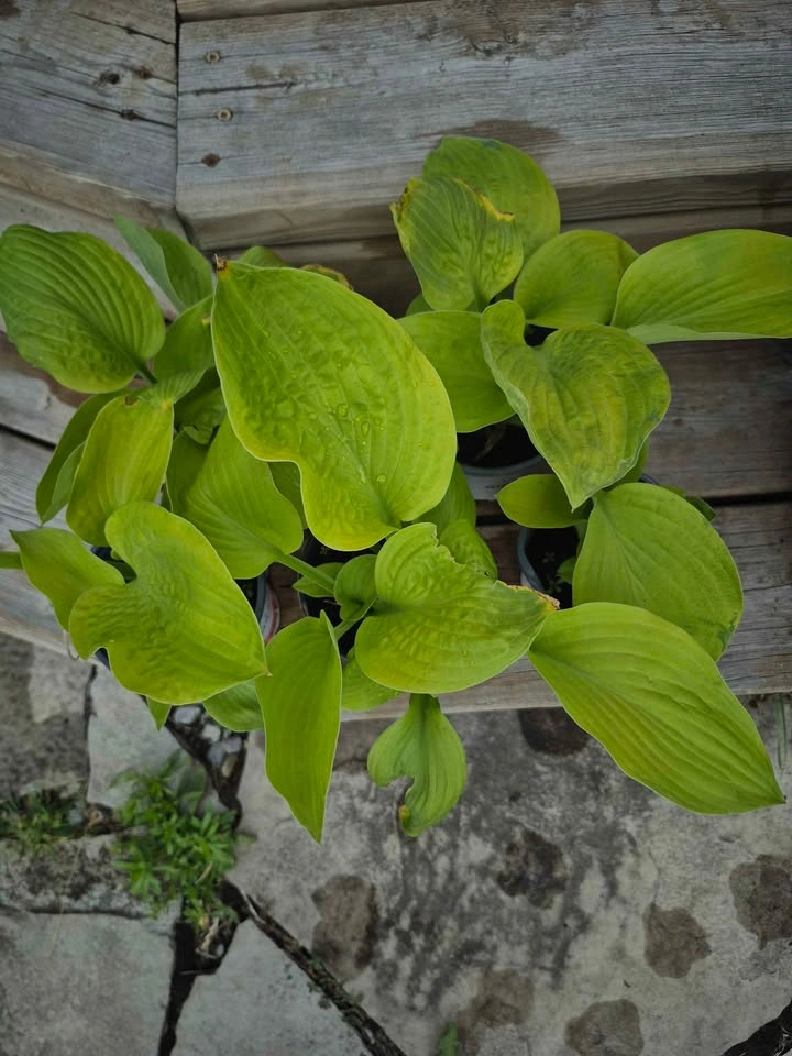Perennial Hosta Light Green Leaf - Different Sizes - photo 3