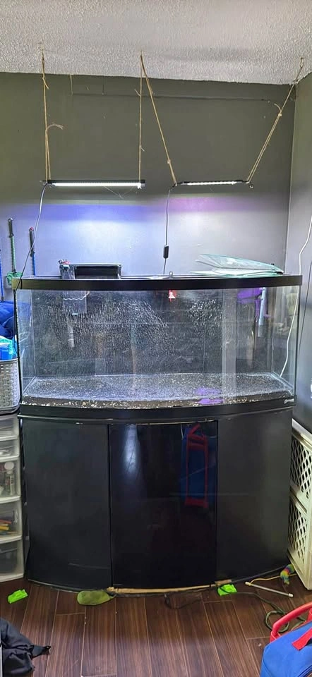 90 Gallon Bow Front Fish Tank Set Up