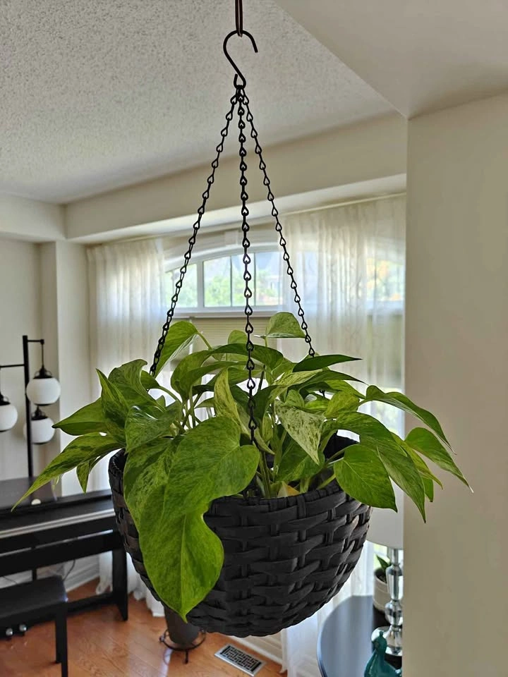 Marble Pothos with 11.5" weaved basket