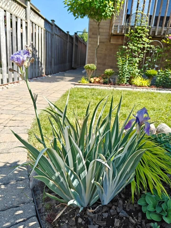 Divided Iris Pallida 'Argentea Variegata' Plant