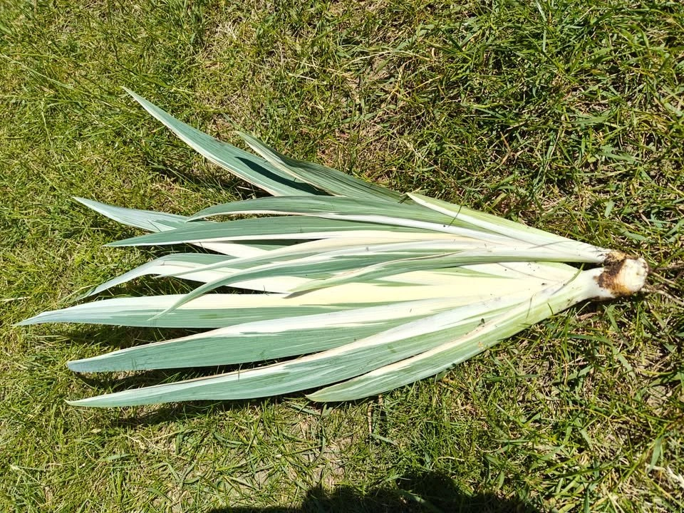Divided Iris Pallida 'Argentea Variegata' Plant - photo 2