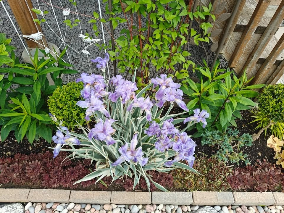 Divided Iris Pallida 'Argentea Variegata' Plant - photo 3