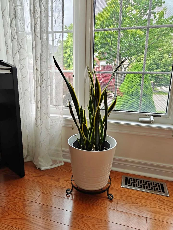 11.5" (30cm) Large IKEA Discontinued Ceramic Pot