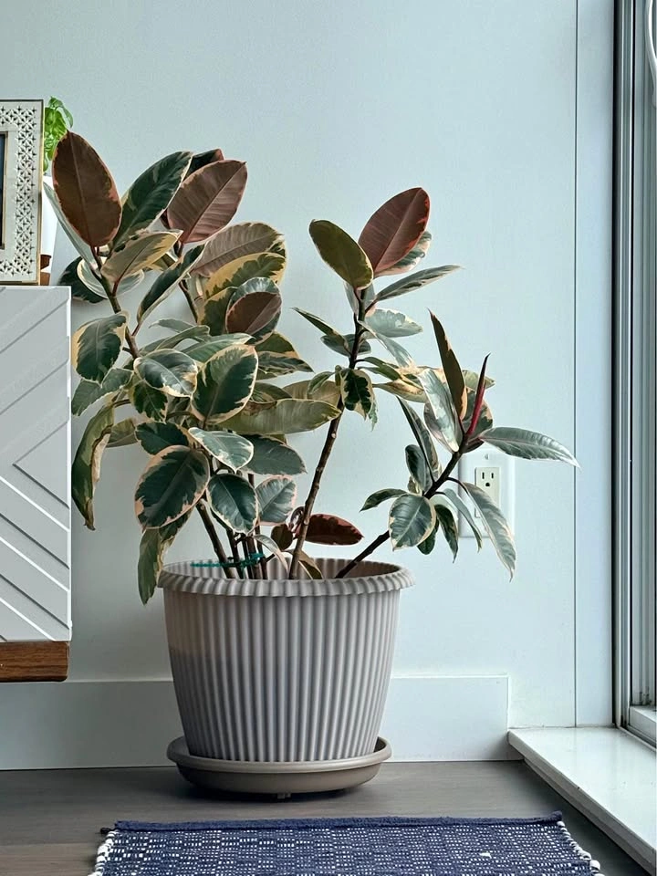 Indoor Rubber Plant
