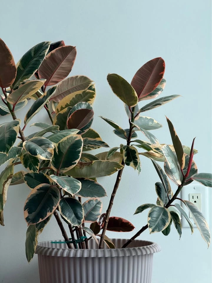 Indoor Rubber Plant - photo 2