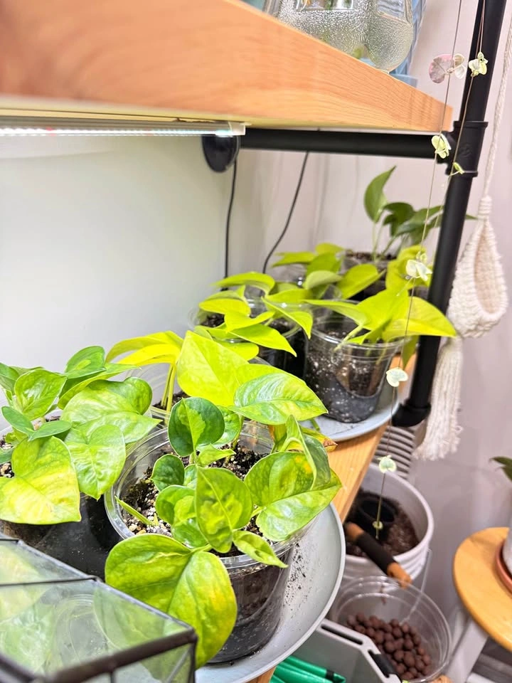 Pothos (neon/golden/green) cuttings (rooted and potted in soil)