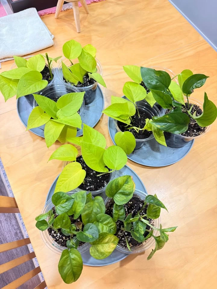 Pothos (neon/golden/green) cuttings (rooted and potted in soil) - photo 2