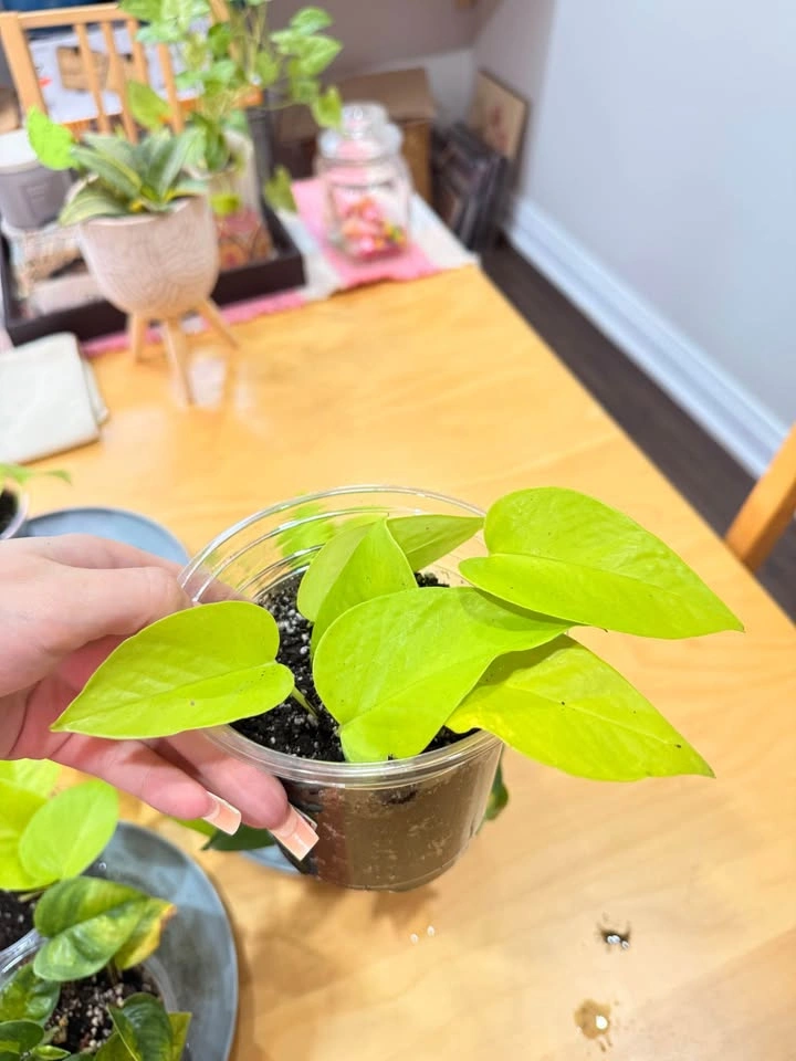 Pothos (neon/golden/green) cuttings (rooted and potted in soil) - photo 3