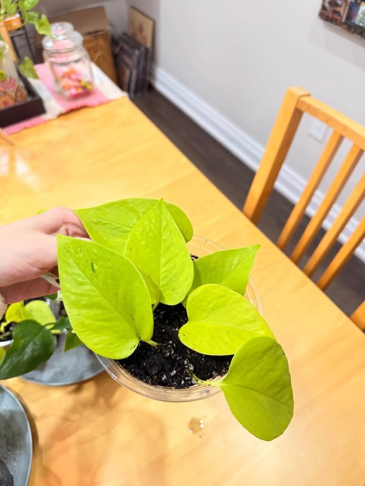 Pothos (neon/golden/green) cuttings (rooted and potted in soil) - photo 4