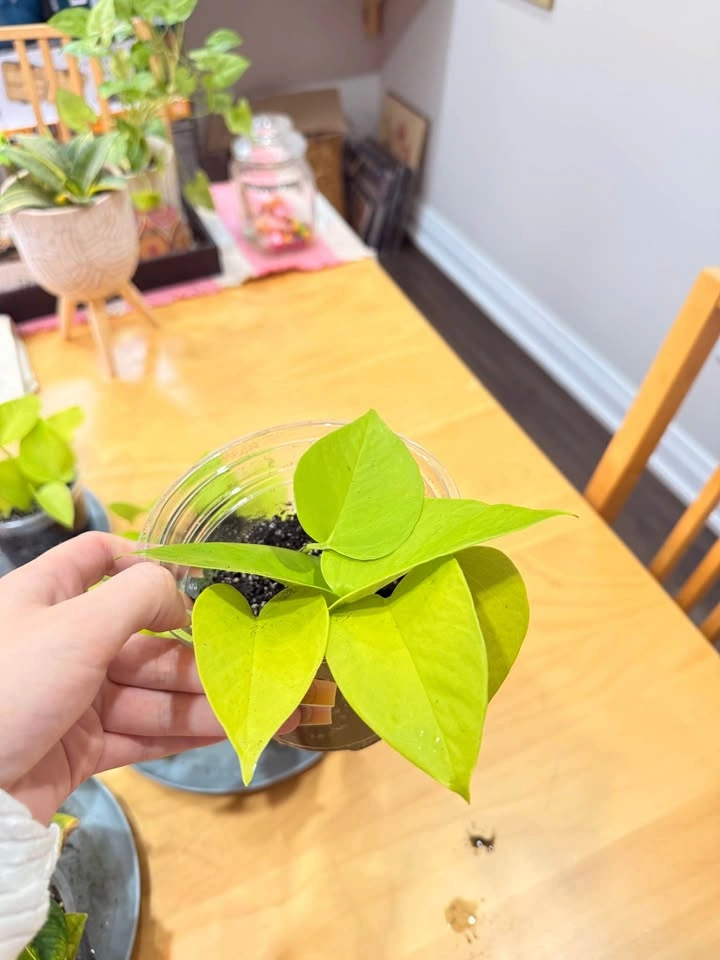 Pothos (neon/golden/green) cuttings (rooted and potted in soil) - photo 5