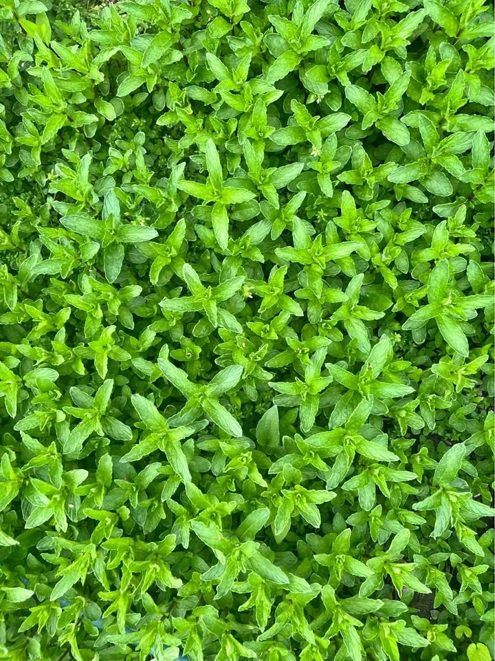 Fresh cut Mint 1 dollar for a Large bunch