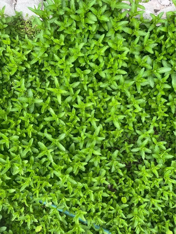 Fresh cut Mint 1 dollar for a Large bunch - photo 2