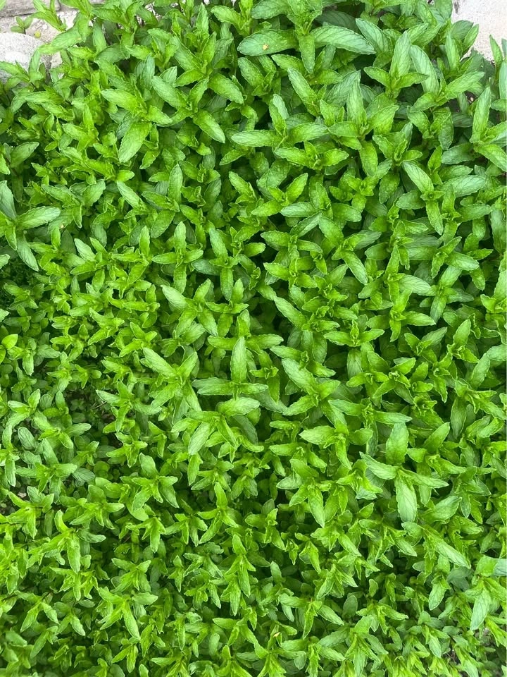 Fresh cut Mint 1 dollar for a Large bunch - photo 3