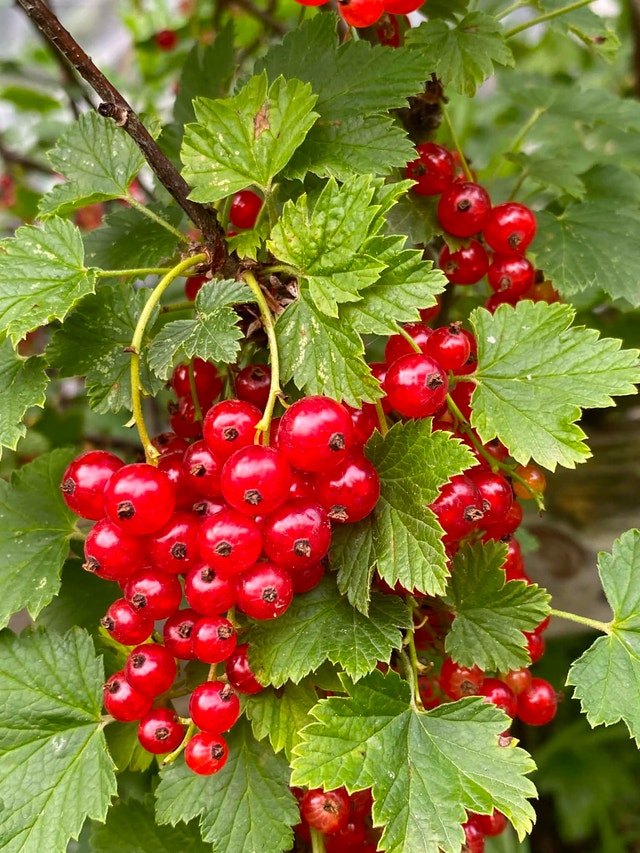 Organic red currant from my garden - photo 3