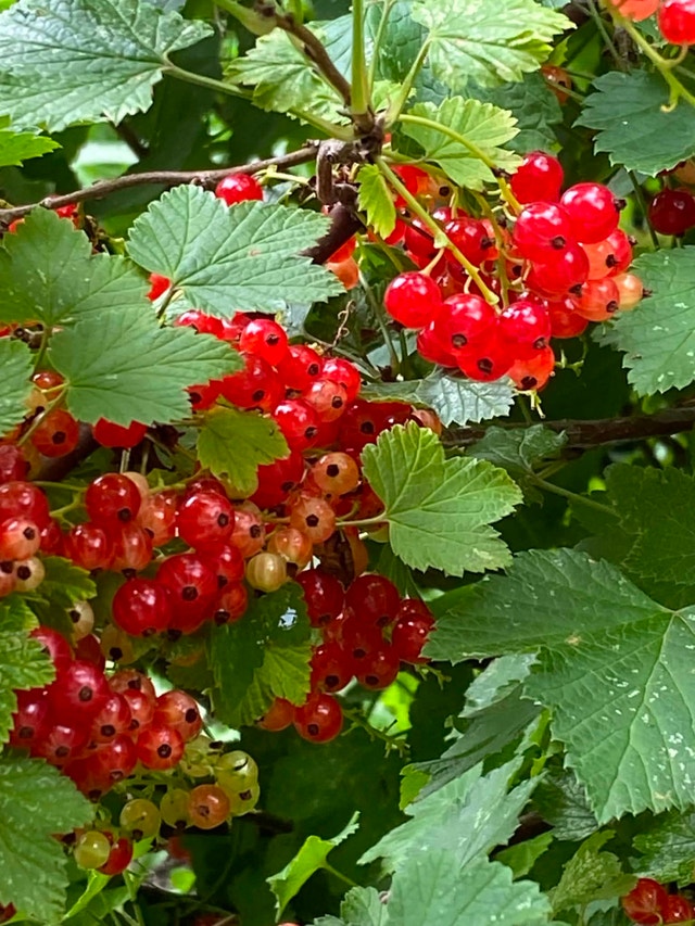 Organic red currant from my garden - photo 4