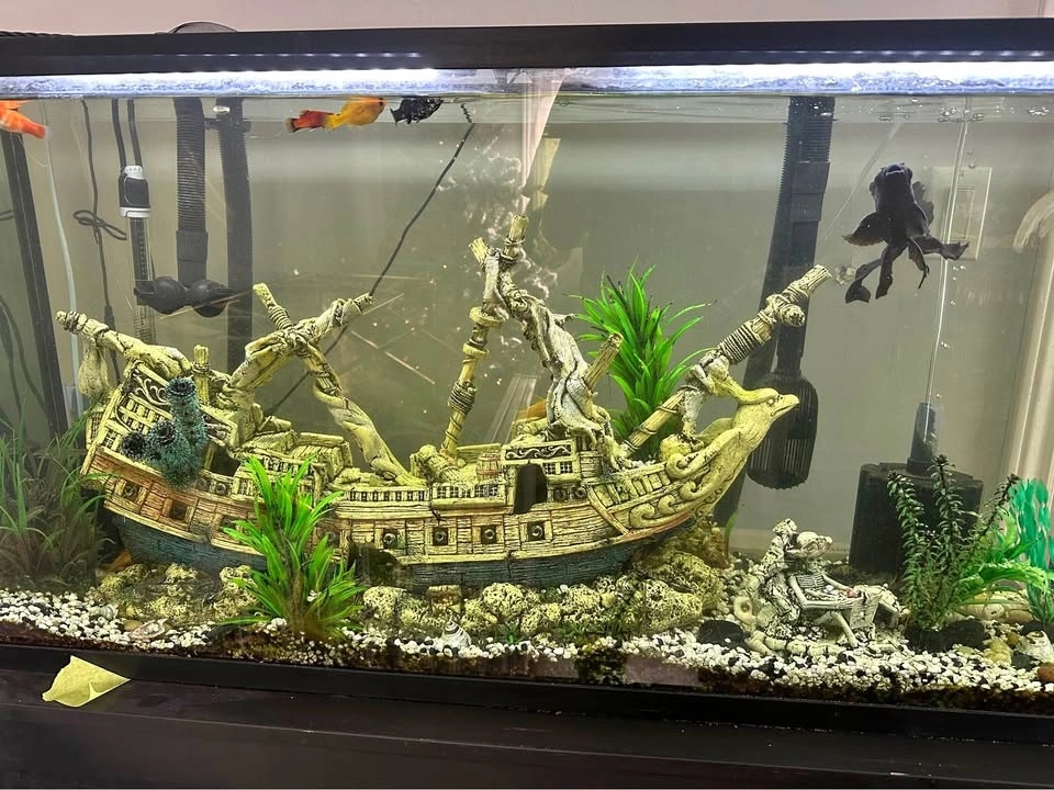 Fish tank and cabinet 65gal