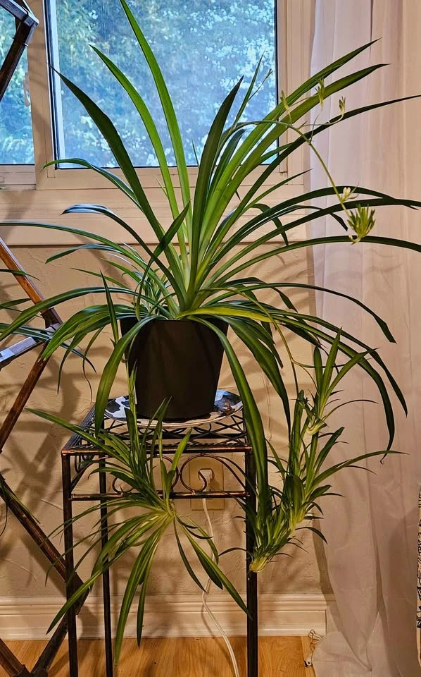 Spider Plant with "Spiderettes"