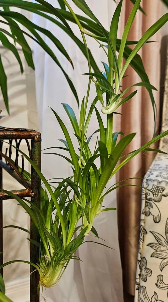 Spider Plant with "Spiderettes" - photo 2