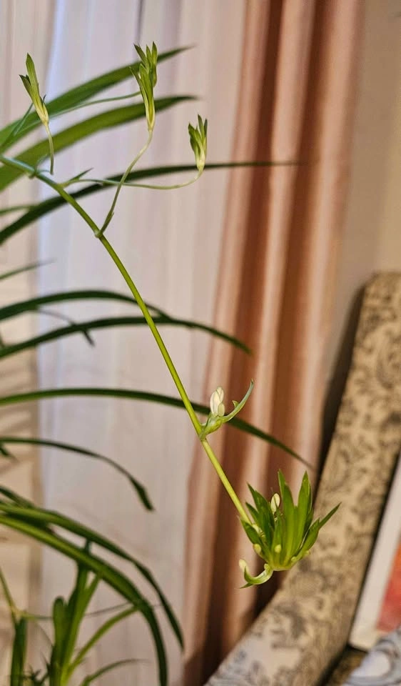 Spider Plant with "Spiderettes" - photo 3