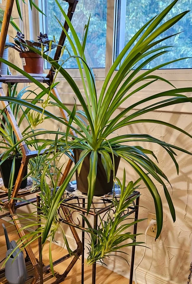 Spider Plant with "Spiderettes" - photo 4