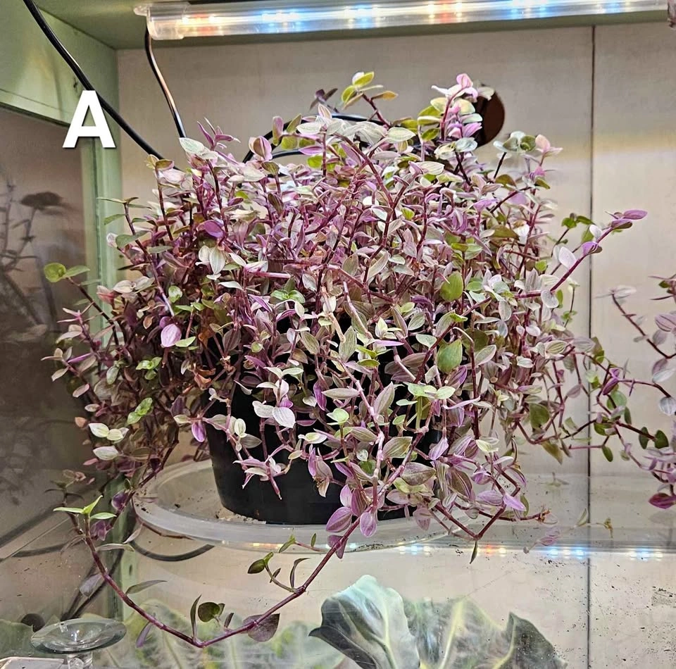 Pink Lady (Turtle Vine) Tradescantia, indoor tropical plant