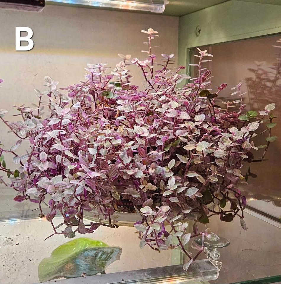 Pink Lady (Turtle Vine) Tradescantia, indoor tropical plant - photo 2