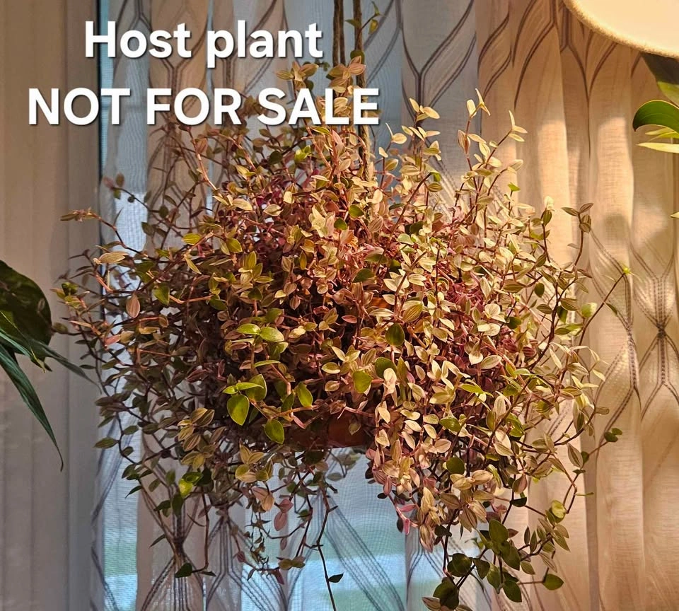 Pink Lady (Turtle Vine) Tradescantia, indoor tropical plant - photo 3