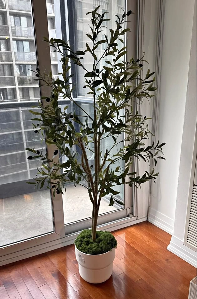 Olive Plant + Pot & Grass