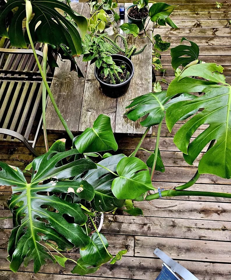Indoor Plants (Monstera & Pothos)