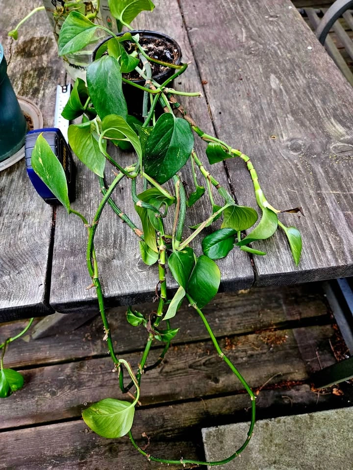 Indoor Plants (Monstera & Pothos) - photo 3
