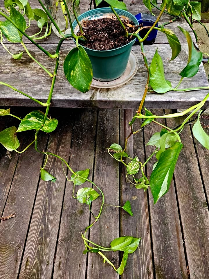 Indoor Plants (Monstera & Pothos) - photo 4