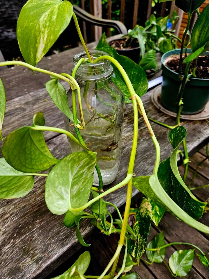 Indoor Plants (Monstera & Pothos) - photo 5