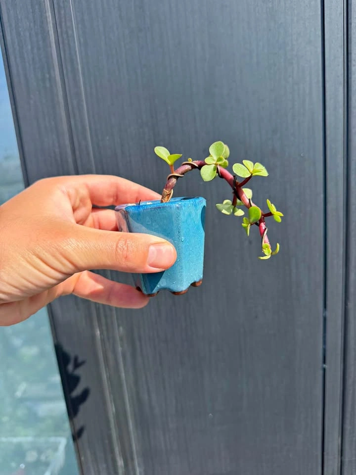 Mame Cascade Portulacaria Afra Elephant Bush dwarf jade Bonsai